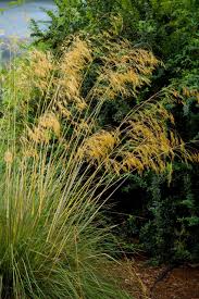 Image result for Stipa