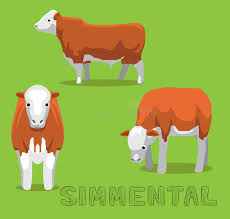 Simmental Cow Stock Illustrations 14 Simmental Cow Stock