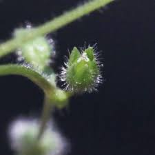 Image result for Stellaria pallida