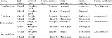 Image result for Chlorophytum stenopetalum