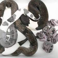 Pin By Xeno Killa On Snakes Ball Python Morphs Ball Python Reptile Show