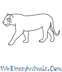 Join millions of creators and explore your creativity. How To Draw A Tiger