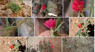 Image result for Portulaca kermesina