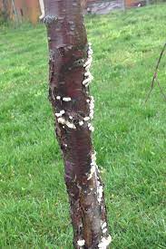 Cherry tree care & diseases. Weeping Cherry Tree Problems Idioticfashion