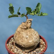 Image result for Raphionacme lanceolata