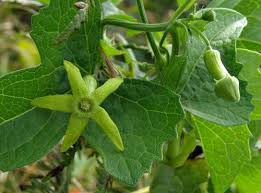 Image result for Trochomeria hookeri