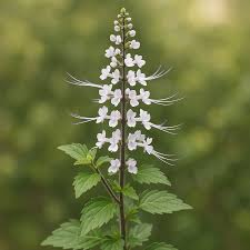 Image result for Orthosiphon thymiflorus