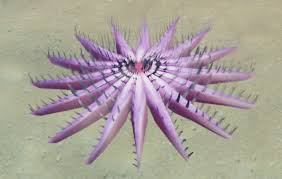 Check out our purple starfish selection for the very best in unique or custom, handmade pieces from our shops. Crown Of Thorns Starfish Stranded Deep Wiki Fandom