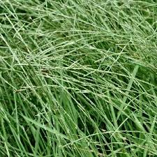 Image result for Glyceria fluitans