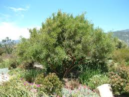 In north america, where it is naturalized, it is known as african sumac and willow rhus. Rhus Lancea African Sumac Plantmaster