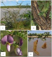 Image result for Terminalia brachystemma