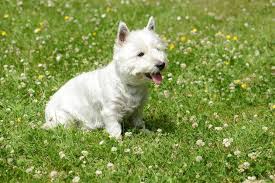 Image result for white yorkshire terrier