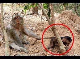Lovely Cute New Baby Monkey Monkey Wildlife Video Youtube New Baby Products Pet Monkey Monkeys Funny