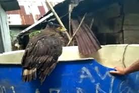 Burung elang adalah burung yang gagah dengan mata tajam. Tembak Burung Elang Dilindungi Hingga Tak Bisa Terbang Oknum Kades Diperiksa Polisi