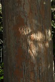 Image result for Inhambanella henriquesii