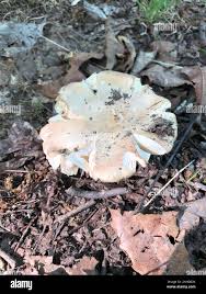 Image result for Russula compacta