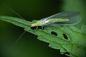 Ihr gesamteindruck wirkt sehr zerbrechlich und filigran. Florfliegen Sind Insekten Die Schadlinge Fressen Die Florfliege Ist Ein Insekt Mit Durchbrochenen Netzflugeln Und Goldenen Augen