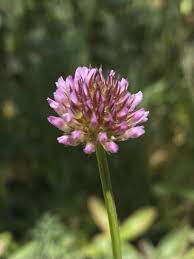 Image result for Trifolium simense