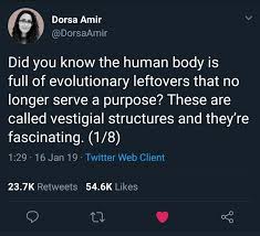 Twitter Thread The Human Body S Evolutionary Leftovers In 2020 Human Body Human Body