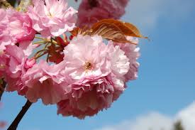 Image result for Prunus serrulata