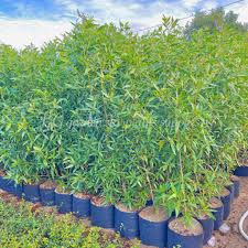 Image result for Conocarpus