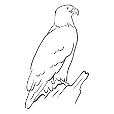 Download Bald Eagle Sketch Vector Transparent Png Svg Vector File