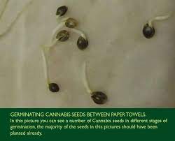 This is the first thing to emerge from a seed when it germinates. Germinating Cannabis Seeds And Roots Spliffseeds
