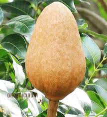 Image result for Swietenia