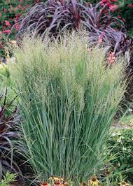 Northwind Switch Grass Ornamental Grasses Grass Monrovia Plants