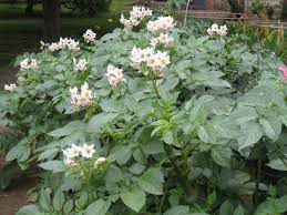 If you have grown your potatoes on a ridge system and hilled them well, you may be able to remove them from the soil with your hands. Master Gardener When Are Potatoes Ready To Harvest Press Enterprise