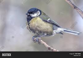 Small birds colorful birds ohio birds little blessings life list backyard birds bird watching bird feathers beautiful birds tupelo tree oriole bird audubon birds audubon society humming bird feeders backyard birds colorful birds small birds fauna a guide to luring warblers, tanagers, orioles, and grosbeaks to your yard Small Colorful Birds Image Photo Free Trial Bigstock