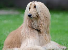 Hi friends welcome to at mix puppy price list part 2 thexvid.com/video/g56cw8bktiw/video.html in this video you wil se the dog price list in india. Dog Price List In India 2021 Find Your Budget Friendly Dog