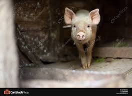 Image result for scared pig