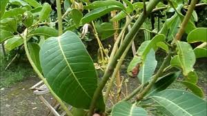 Tabulam pot mangga part 6 tehnik pemangkasan tanaman mangga. Cara Membentuk Dahan Tanaman Mangga Harum Manis Perlis Youtube