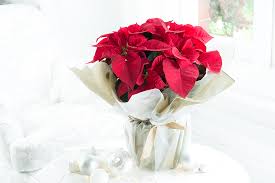 Maybe you would like to learn more about one of these? Top 6 Traditional Christmas Flowers Plants Appleyard London