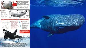 Seperti spesies paus lainnya, paus sperma memainkan peran yang sangat penting dalam kesehatan ekosistem laut dengan mempertahankan rantai makanan yang stabil dan memastikan bahwa spesies hewan tertentu tidak meningkat populasinya secara berlebihan di lautan. Kontroversi Muntahan Paus Bernilai Miliaran Rupiah Ternyata Ini Yang Bikin Mahal Halaman All Tribun Medan