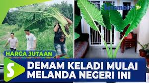 Video Demam Keladi Makin Menjadi Jadi Diburu Hingga Suami Masuk Hutan Serambi Indonesia