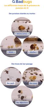 Tout savoir sur les punaises de lit. Photo Oeuf De Punaise De Lit Badbugs Fr