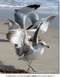 Check spelling or type a new query. Sea Gulls Beauty Of Birds