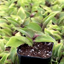 Image result for Tradescantia
