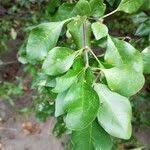 Image result for Pisonia aculeata