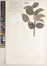 Image result for Rinorea convallarioides