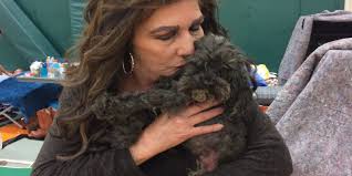 Dog searches for lost owner after Gatlinburg wildfire