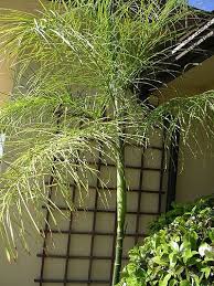 Image result for Chamaecrista plumosa