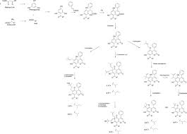 Image result for Tinnea antiscorbutica