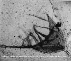 Image result for Pavetta gerstneri