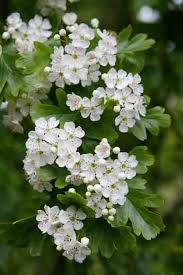 It typically stays in bloom for a month or more, not cowed by freezing temperatures or an early winter snowfall. Massachusetts State Flower Mayflower Massachusetts State Flower May Flowers Hawthorne Flower