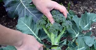 The greeks were convinced that cabbages and grapevines were. 7 Winter Vegetables That You Can Plant Right Now List Goodnet