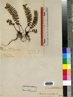 Image result for Adiantum comorense