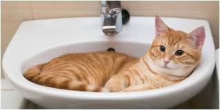 why do cats like to sleep in sinks